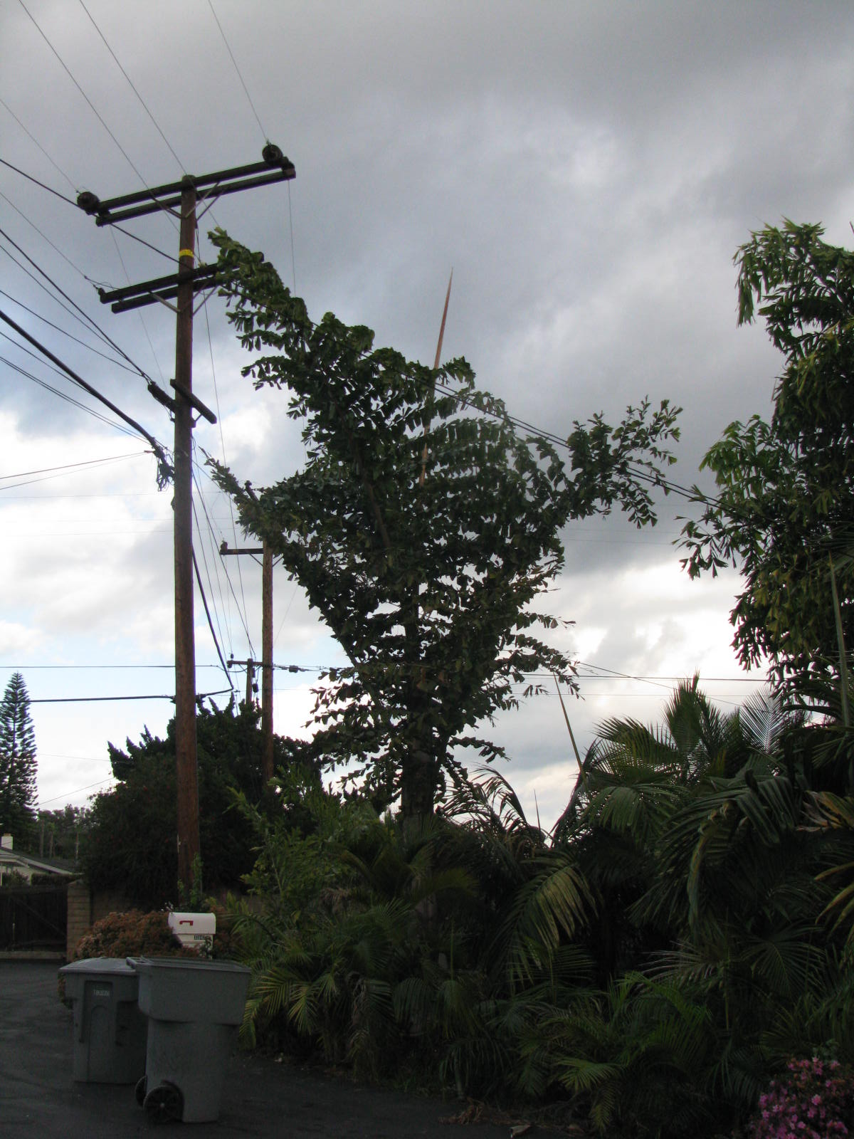 King Kong! Caryota gigas . . .. - DISCUSSING PALM TREES WORLDWIDE 